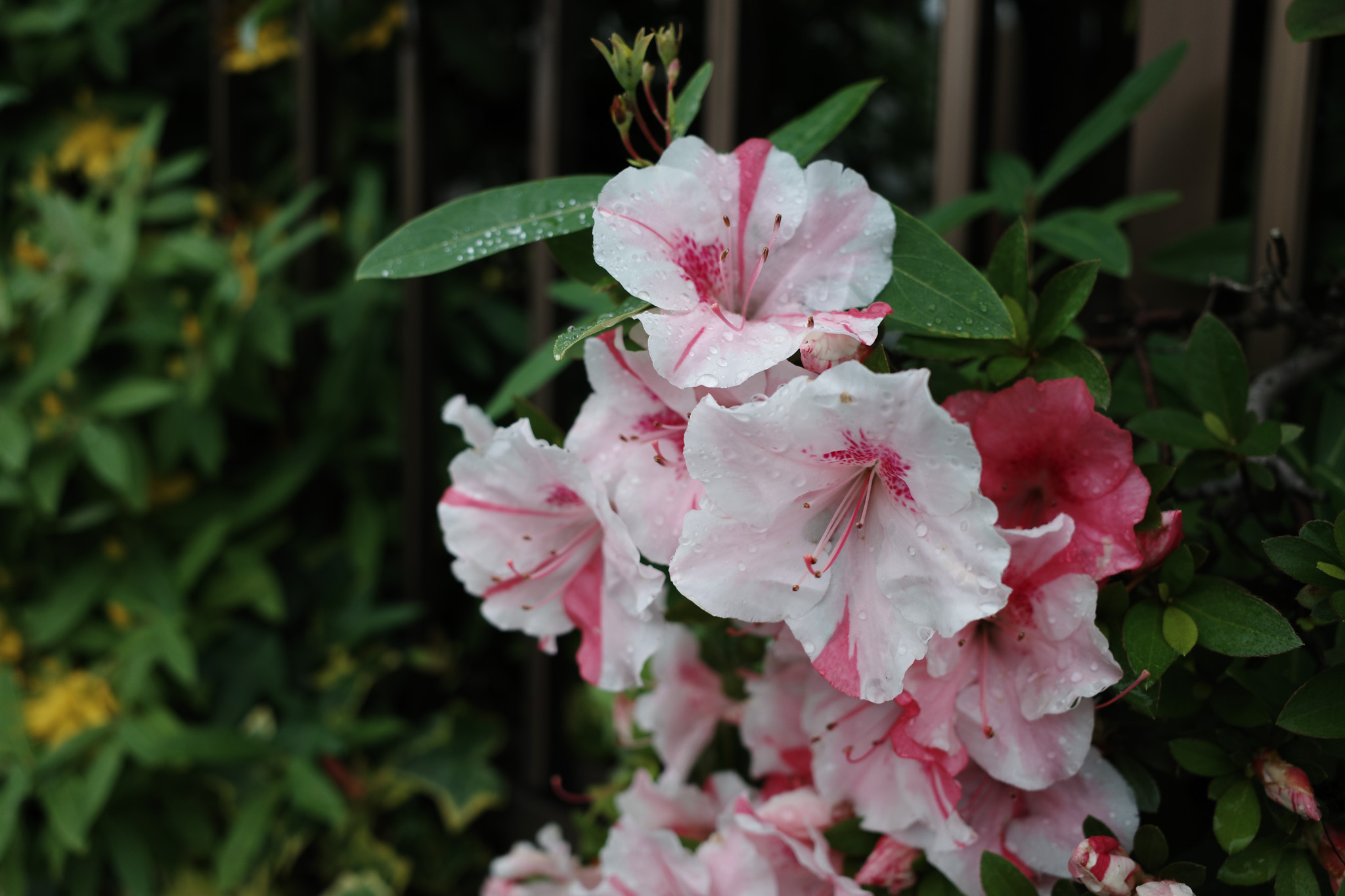 Pink and White Azalea Blossoms